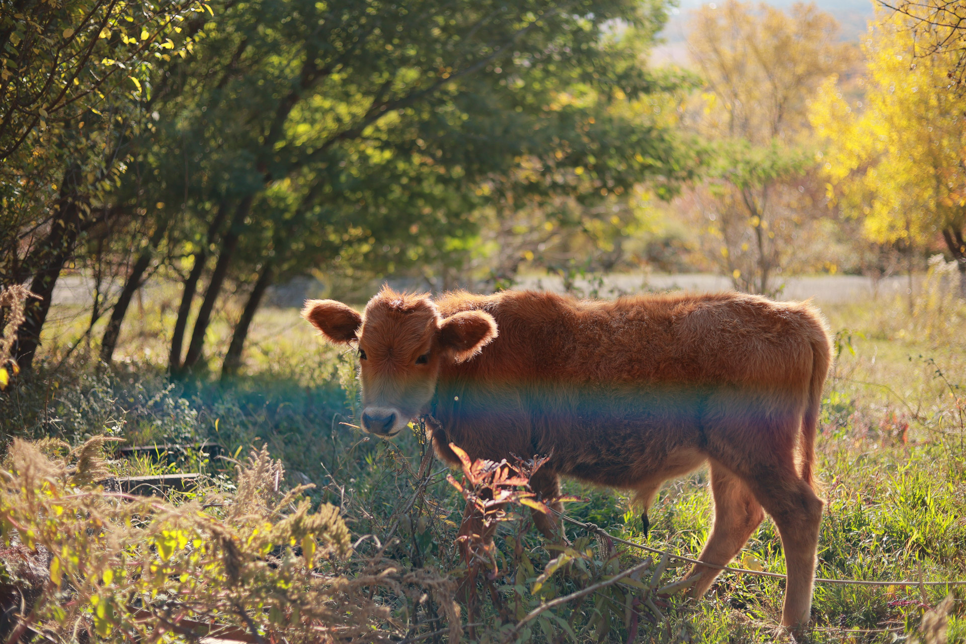 ВИП Золотое кольцо Абхазии из Адлера