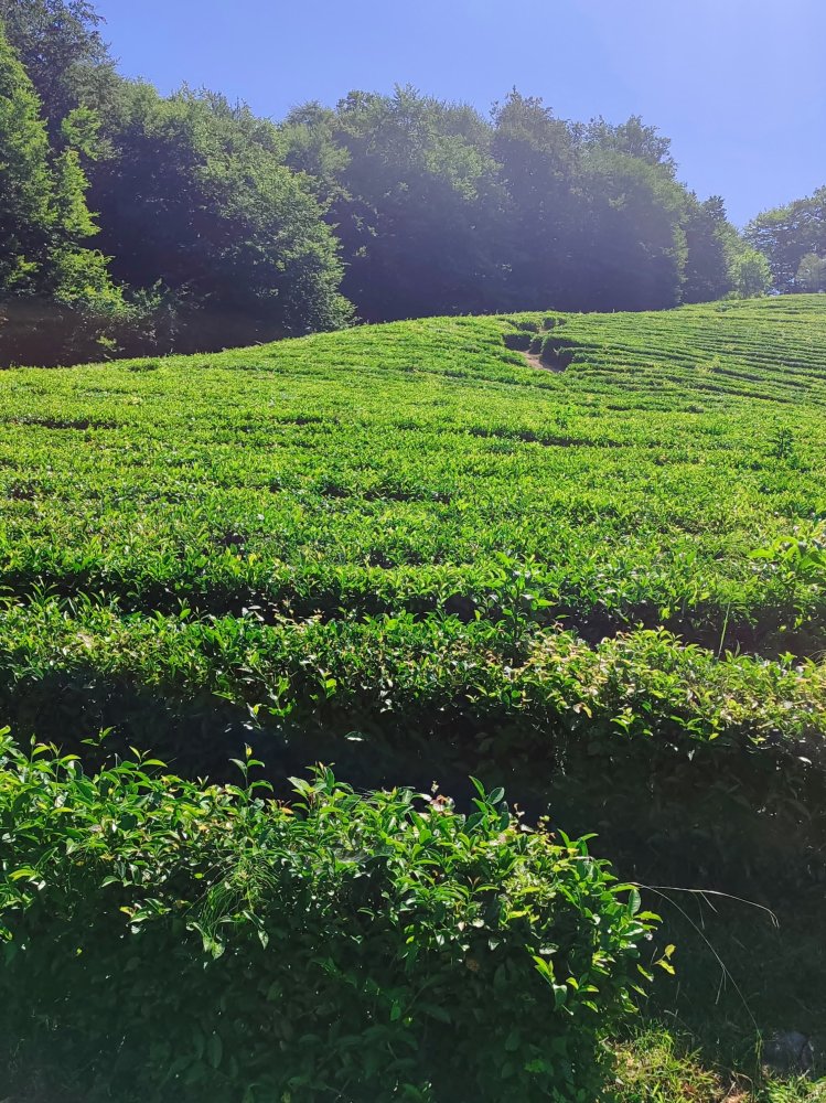 Обзорная по Сочи: Мацеста + Мацеста Чай