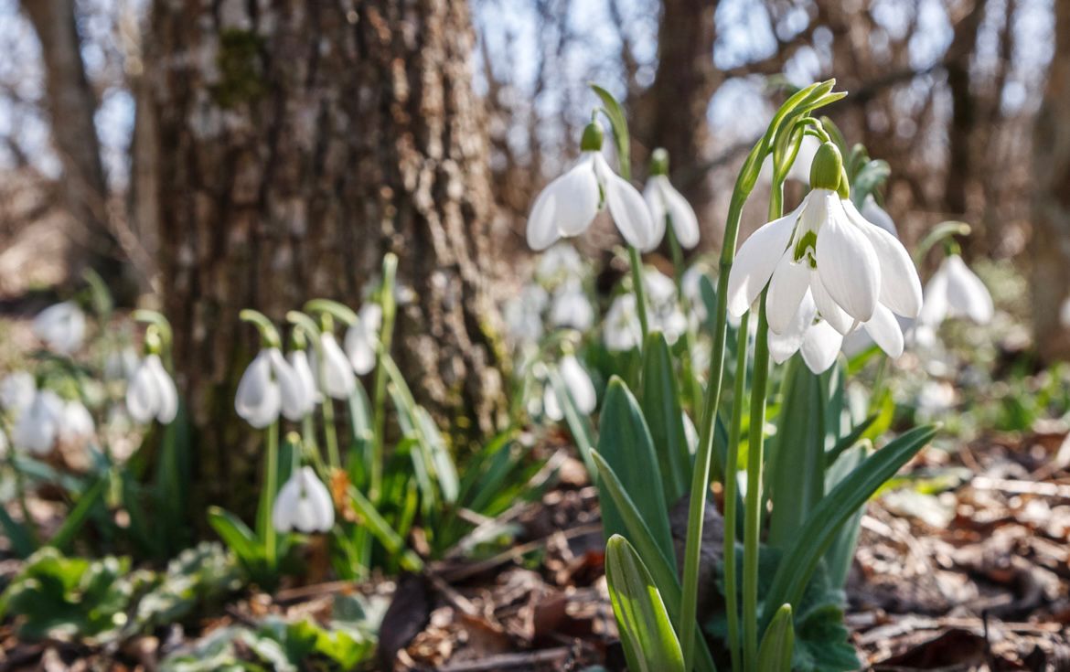 Тисо-Самшитовая роща + Агурское Ущелье