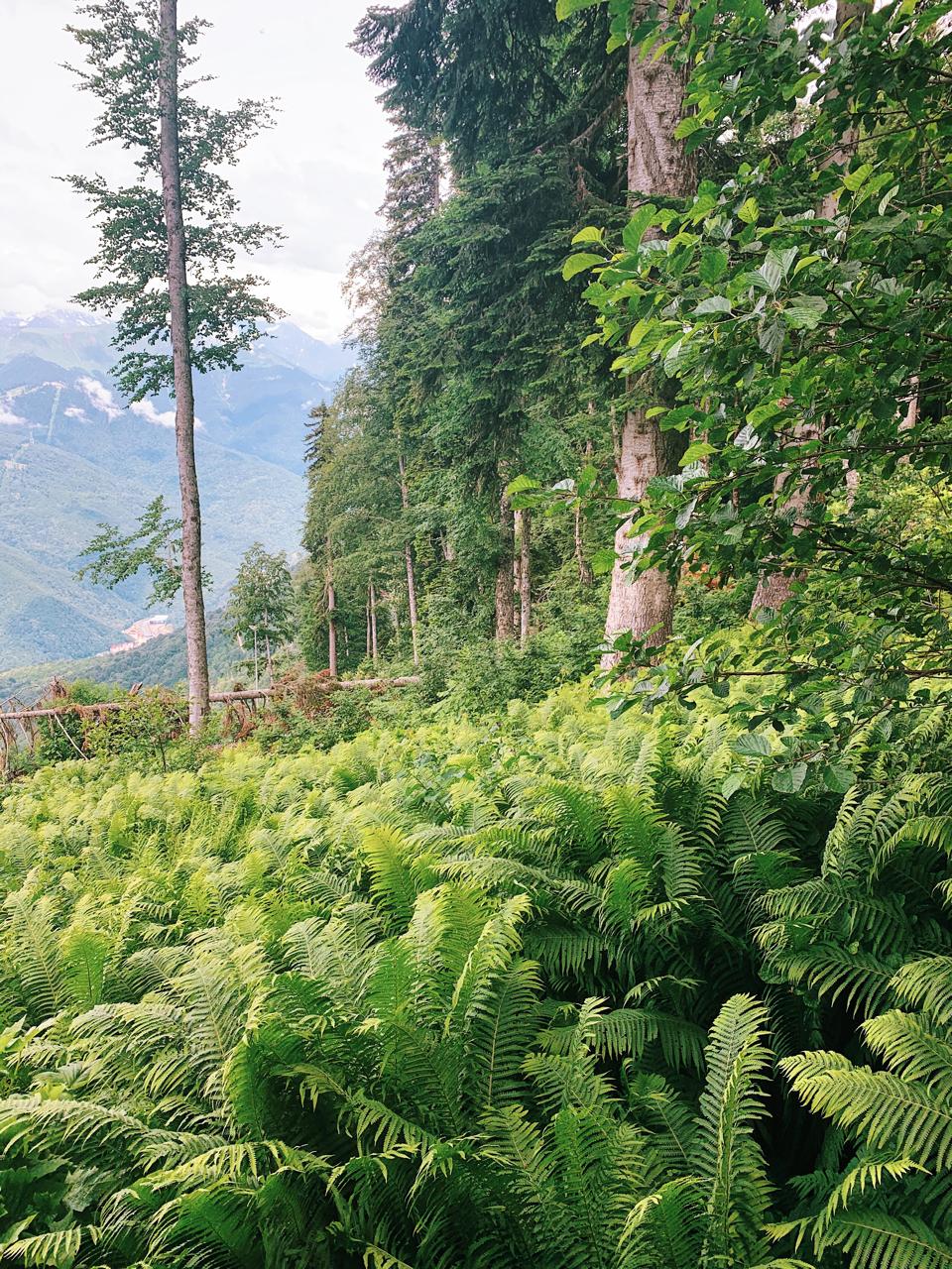 Красная Поляна - Сочи Парк из Адлера