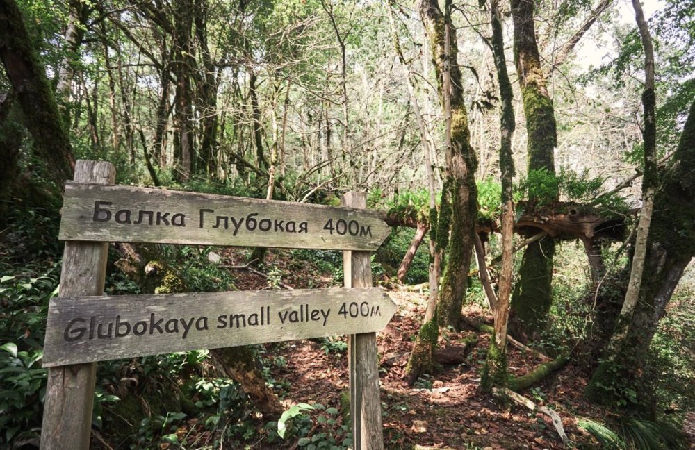 Тисо-Самшитовая роща + Агурское Ущелье